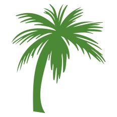 Palm Tree 