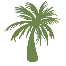 Palm Tree