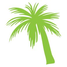 Palm Tree