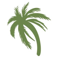 Palm Tree 