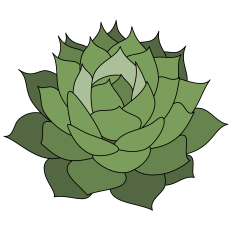 Parva Succulent