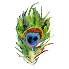 Watercolor Peacock Feather Sticker