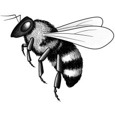 Flying Bumble Bee