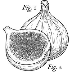Fig Etching Scientific Illustration