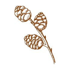 Christmas Decoration Pine Cones