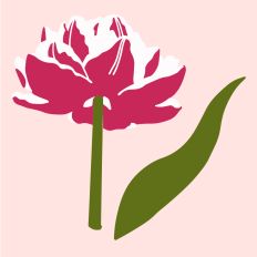 Pink Passion 3