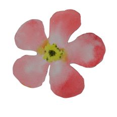 Watercolour Pink Forget Me Not