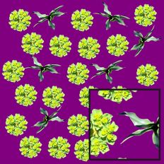 Wild Plants