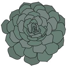 Pollux Succulent