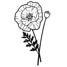 Poppies