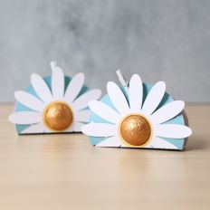 Candy Box Daisy