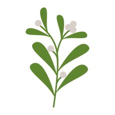 Mistletoe Christmas Plant Winter Festive Kiss