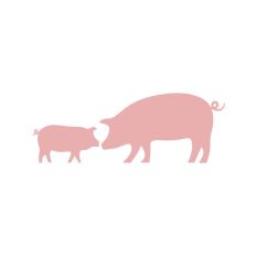 Pair of Pigs