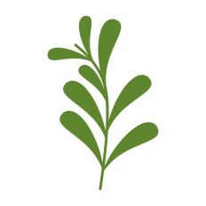 Mistletoe Christmas Plant Winter Festive Kiss