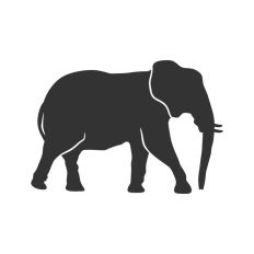 Elephant 