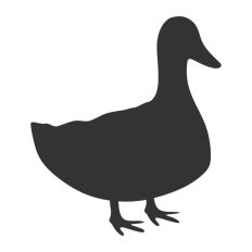 Standing Duck