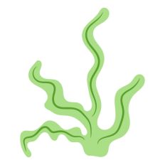 Ocean Coral Seaweed
