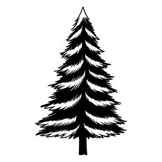 Pine Tree Forest Winter Spruce Christmas