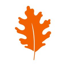 Fall Autumn Leaf Leaves Maple Oak Chestnut Tree