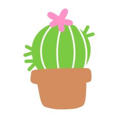 Round Cacti in Pot