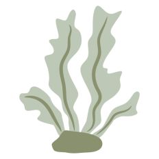 Coral Ocean Plant