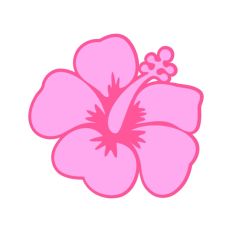 Hibiscus Exotic Flower
