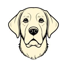 Retriever Dog Labrador Puppy Pet Head