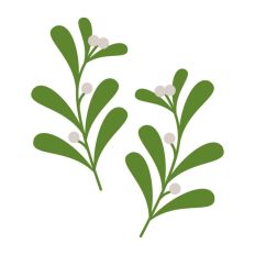 Mistletoe Christmas Plant Winter Festive Kiss