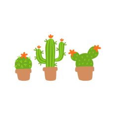 Trio of Cactus 