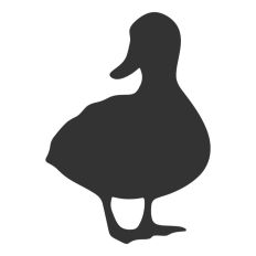 Duck Looking to Side