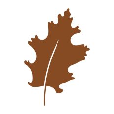 Fall Autumn Leaf Leaves Maple Oak Chestnut Tree