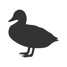 Duck Side View