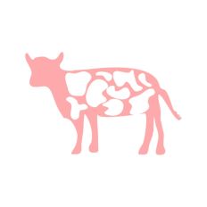 Cow with Spots