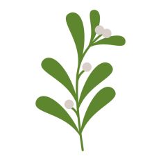 Mistletoe Christmas Plant Winter Festive Kiss