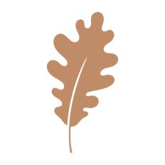 Fall Autumn Leaf Leaves Maple Oak Chestnut Tree