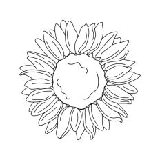 Sunflower Line Art
