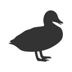 Duck Open Beak