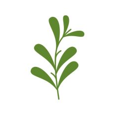 Mistletoe Christmas Plant Winter Festive Kiss