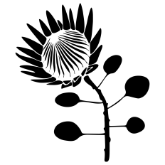 Protea Flower SVG | South African National Flower Cut File