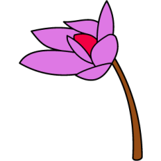 Lotus Flower