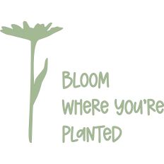 Daisy – Bloom Where You’re Planted