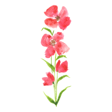 Watercolor Flowers