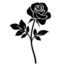 Rose Flower