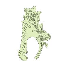 Rosemary Herb Sketch