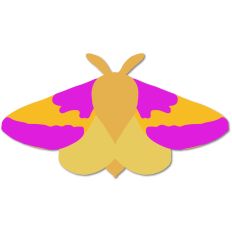 Rosy Maple Mtoh