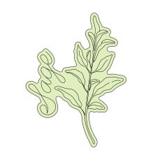 Sage Herb Sketch