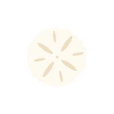 Sand Dollar 01 