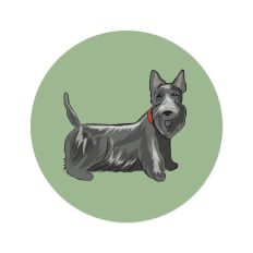 Scottie