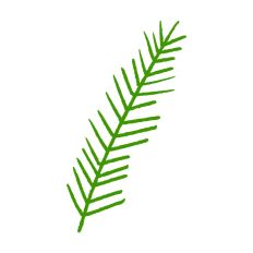Single Pine Needle Stem 