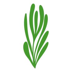 Seaweed